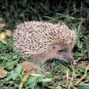 중국어 회화 이미지