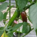 만금 2농장 이미지