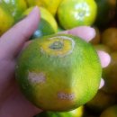 나영농장 이미지