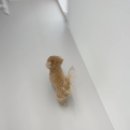 프릿토핏 이미지