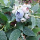 버드네농장2 이미지