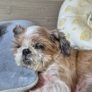 아프리카 동물의료센터 이미지