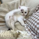 강아지분양 미니몽 은평점 | 은평구고양이분양 브리티쉬숏헤어분양 올블랙부터 골드 실버 합리적인분양가로