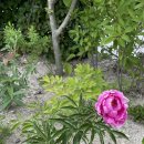 말라이카 이미지