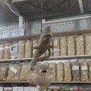 삼 포 | 나트랑 3박 4일 자유여행 일정공유 엑셀(포나가르/하이디라오/안시스파)