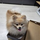 강아지 꼬순내 이미지