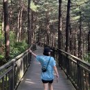 체크인#49 피톤치드 가득한 피크닉을 즐길 수 있는 호암산잣나무산림욕장