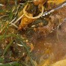 장터옛날통닭함덕점 이미지