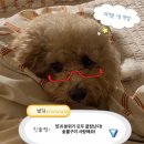 강원막창숯불구이 | [신당동 맛집] 숯불 막창구이 맛집 불로촌 후기