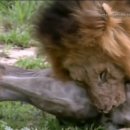 버팔로동물병원 이미지