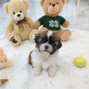 꽃강아지 이미지