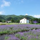 점이국시봉평메밀막국수 | 강원도 고성여행 하늬라벤더팜 축제기간 보라보라해