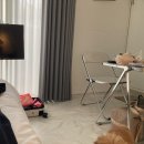 다온애견샵 | [강릉] 애견 동반 가능한 더다온 1인실 Na:One 내돈내산 후기