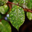 행복한나무 이미지