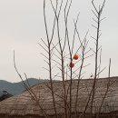 돌담 이미지
