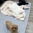 꼰띠고애견펜션1 이미지