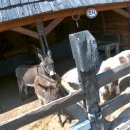 대관령 수정 펜션 이미지