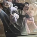 몽몽이발소 이미지