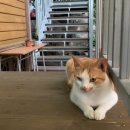 초리꽃펜션 이미지