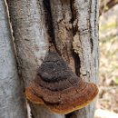 황금버섯 이미지