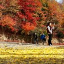 전북과 충남의 도립공원, 대둔산(大芚山) 단풍 이미지