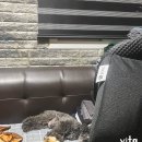 양원주동물병원 | 해남동물병원 얼음이 종합검진 차 양원주동물병원