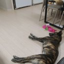 유치원가개 네이버블로그