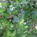 대위리-양지리 이미지