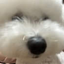 겨어미 네이버블로그