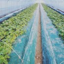 화니농장 이미지