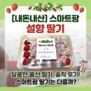 베리웰 - 원주시 미래로 25 | 🍓 딸기가 도착했다!! 베리웰 스마트팜 설향 딸기 내돈내산 솔직 후기