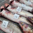 신안홍어 이미지