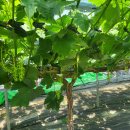 김천아그로 이미지