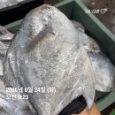당일경매 ! 싱싱한 횟감 30미병어 특가! 활참소라/ 자연산민어 판매합니다^^ 이미지