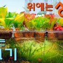 채소 + 물고기 같이 키우는 아쿠아포닉스 만드는 방법 / 무환수, 무여과 / 원스팜 원스팜 구독자 4.03만명 이미지