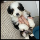 라운지펫 이미지