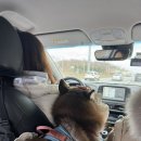 펫맘 | [홍천] 소노펫 - 겨울강아지의 겨울여행 (1)