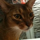 이쁜냥이 이미지