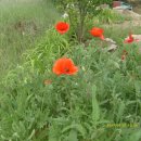 강화배꽃집 이미지