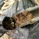 치부농장 이미지