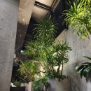 M호텔 | 다낭 M호텔 조식 수영장 후기! 가성비 최고!