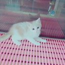 착한애견분양(원주점) 이미지