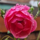 부동산911공인중개사사무소 이미지