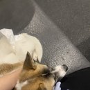 꽃길걷개 이미지