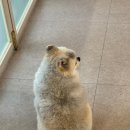 세이프독하우스 이미지