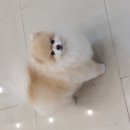 연지곤지 그루밍샵 이미지