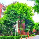 수목 이미지