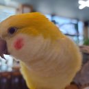 앵무세상 이미지