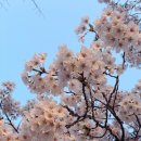 발안천 | 서울 근교, 발안천 벚꽃 축제! 만개한 벚꽃 보러 가요-!