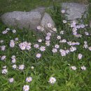 야생화단지 이미지